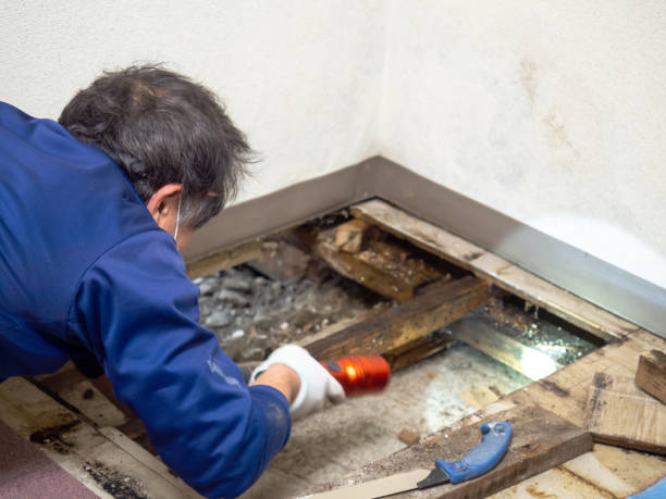 Attic Mold Removal in Coal Creek, CO