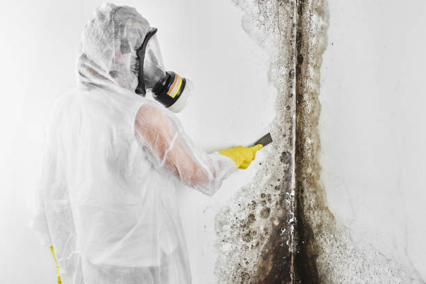 Best Attic Mold Removal  in Al Creek, CO