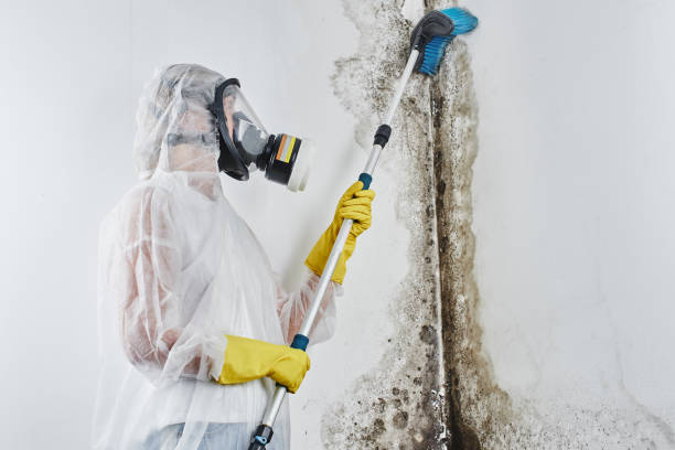 Best Mold Remediation  in Al Creek, CO