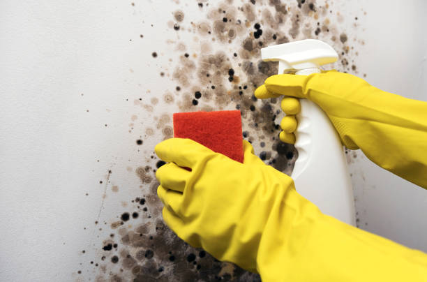 Best Mold Damage Repair  in Al Creek, CO