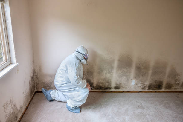 Best Fast Mold Removal  in Al Creek, CO