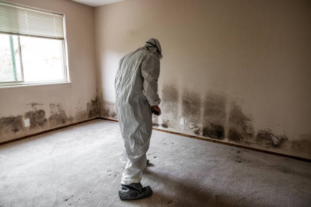 Best Home Mold Removal  in Al Creek, CO