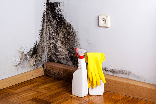 Best Fast Mold Removal  in Al Creek, CO