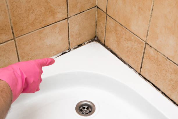 Best Mold Cleaning Services  in Al Creek, CO